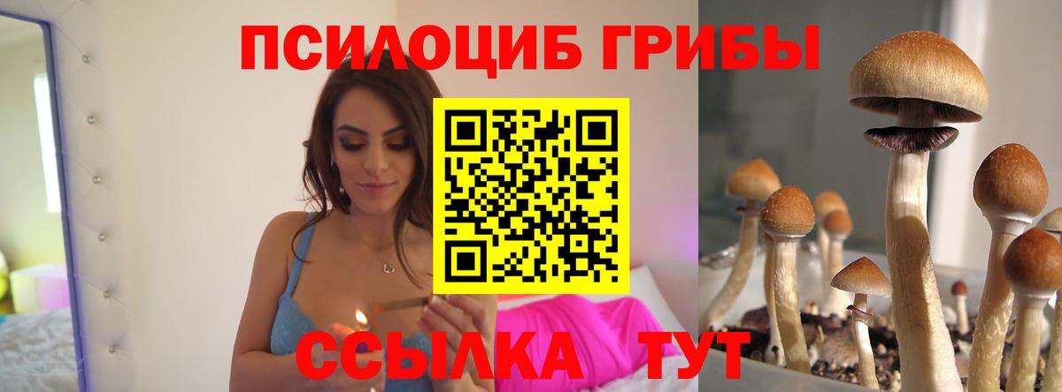 Галлюциногенные грибы Psilocybine cubensis  Черкесск 